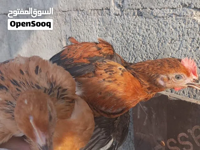دجاج عماني للبيع