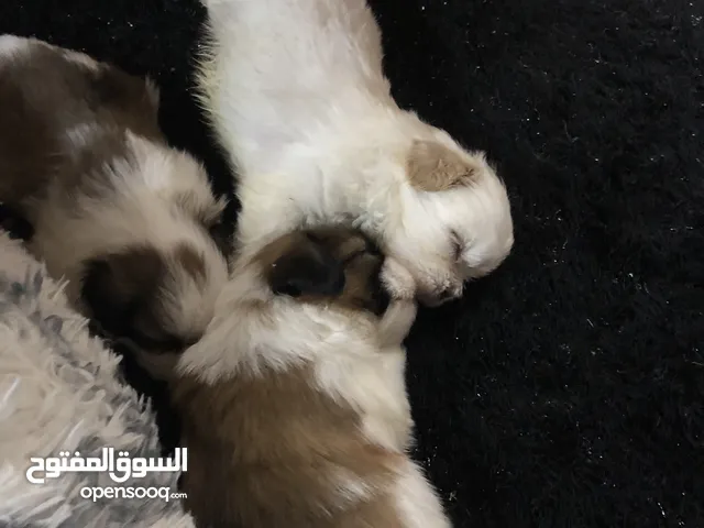 كلاب شيتزو للبيع اعمارهن شهرين120 قابل للتفاوض  Dog for sell to month old 120