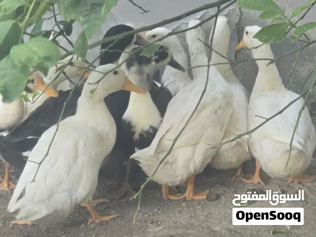 للبيع بط عماني تربيه