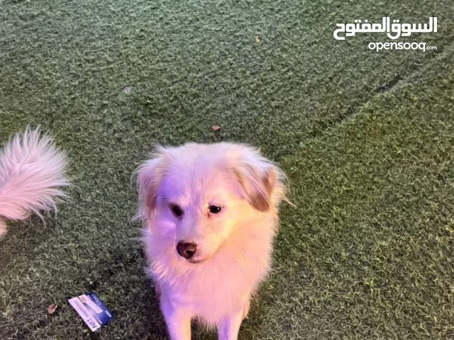 مطلوب ذكر لتقيح