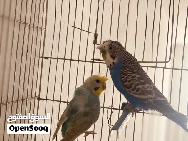 جوز مشوش متوفر ريش مصراته بي جنب جزيره قراره