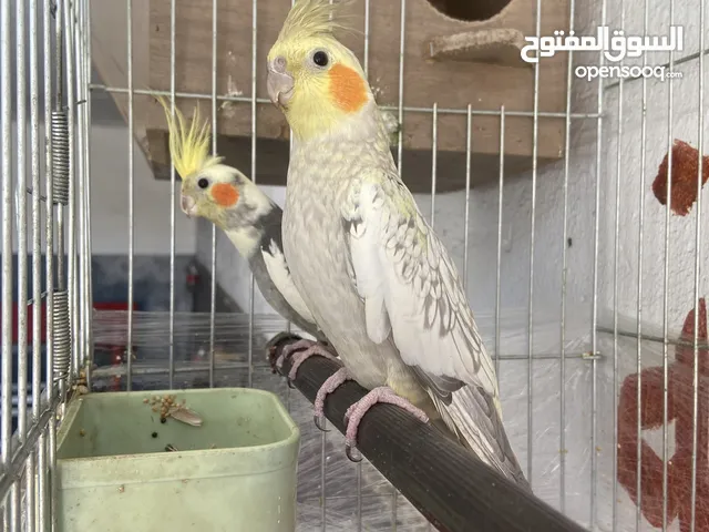جوز عصافير كوكتيل صلاة النبي صحه ونضافه ماشالله معاهم قفص كاسكو وكآمل اغراضهم