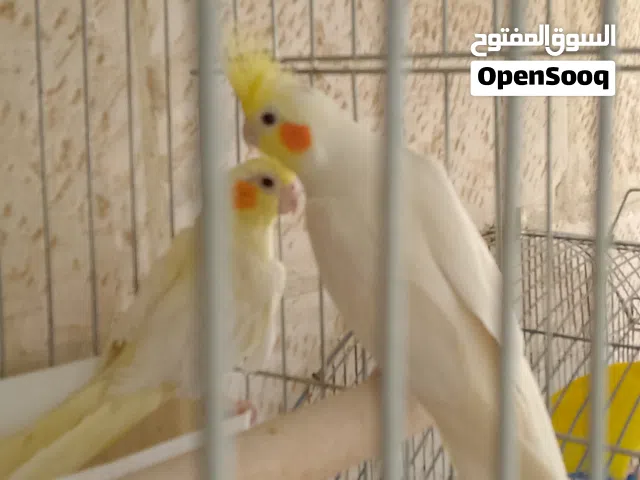 جوز كوكتيل