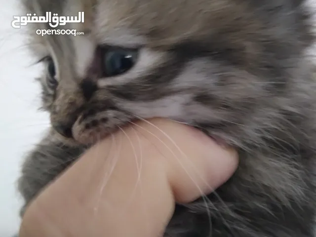 قطط للتبني
