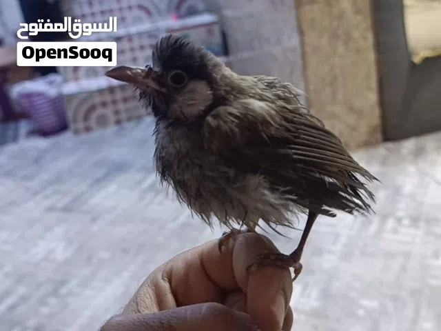 بلبل اليف مخلف للبيع