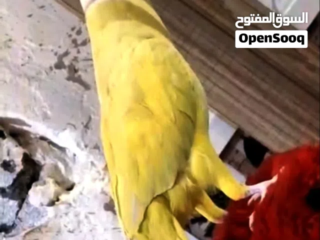 متاح دره فحل اصفر عيون حمر اليف يصعد خارج القفص يقبل تمسيد فول ركض وكلام هواي بيه ستعراضي