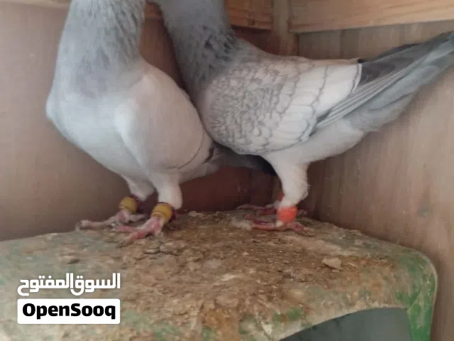 جواز حمام كلها تحتها فراخ اقرا الوصف