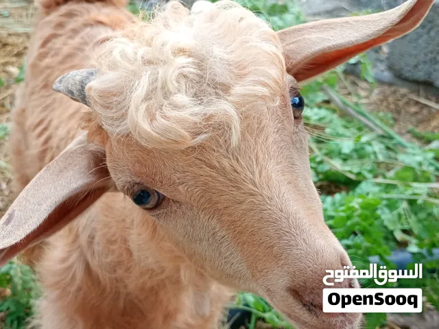 سخل وسخله هاديات وممتازت
