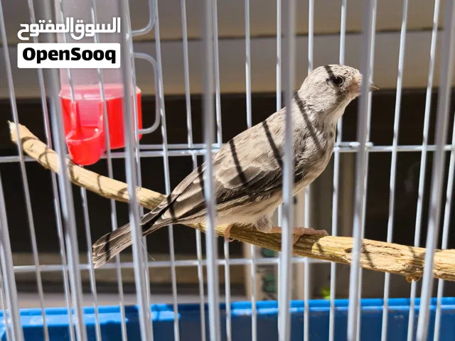 انتاية كركرينو واتية ماشاء الله