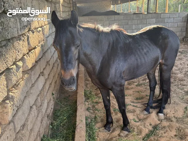 خيل انقليزي (سعره 1700د.ل)