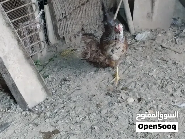 متاح ديك دجاجه شوكيات تتواصل ع واتساب