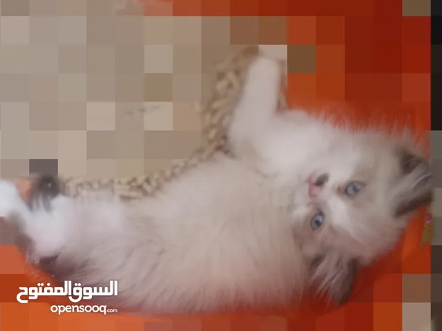 Ragdoll kitten boy bicolor