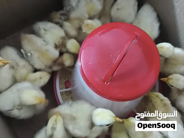 كتاكيت للبيع أبو اركيبه أو جم واحد عاديات العدد 18