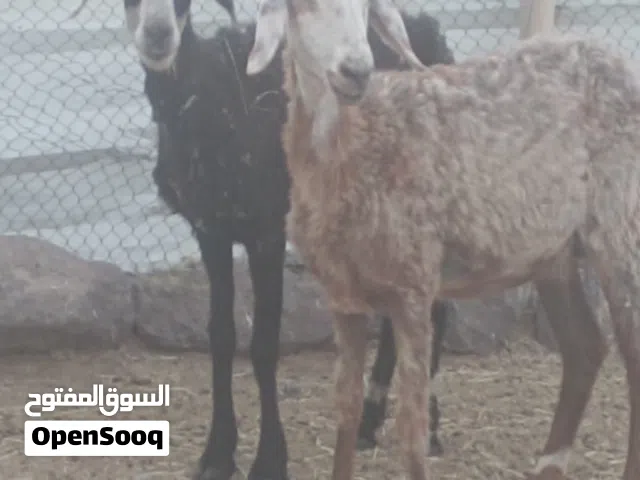 جعد فول سمنه