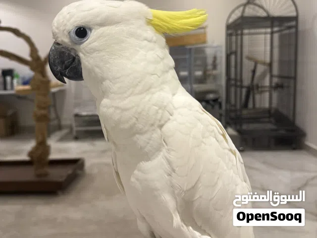 Cockatoo sulphur crested baby
