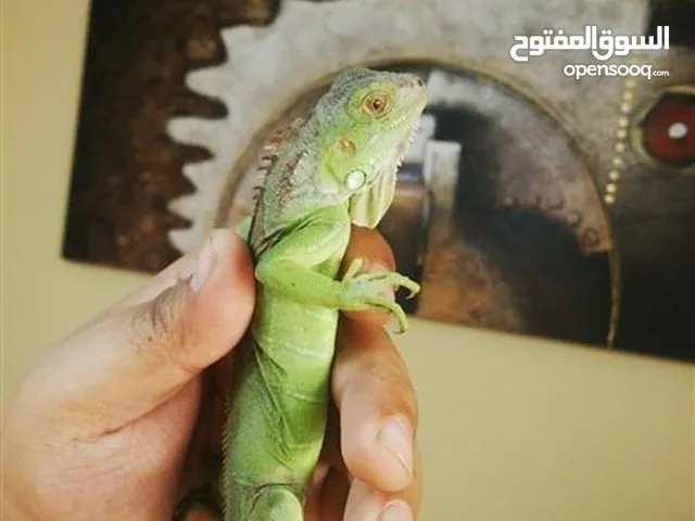 اجوانا خضراء