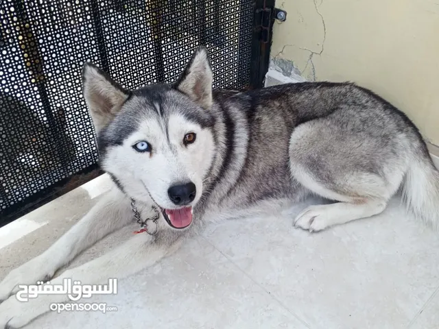 كلب هاسكي انثى مسالمه