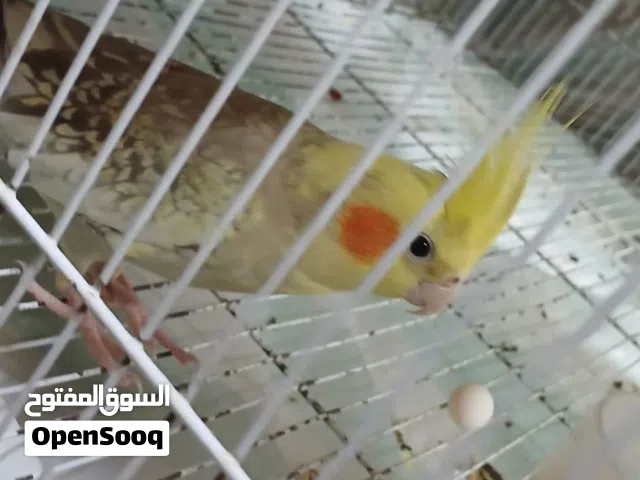 كوكيل منتج اليف يصلح للجهال