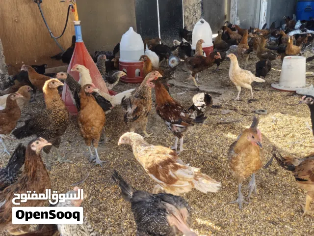 دجاج بلدي و فيومي وأبو رقيبه صحة ونظافة ما شاء الله