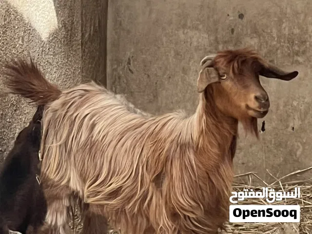 شاه عمانية للبيع