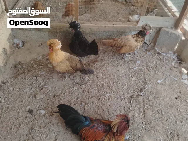 للبيع طقم دجاج البولش الإسباني