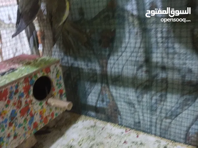 متاح نفس ما واضح بل تصوير زوج كوكتيل فقط زوج فقط للبيع