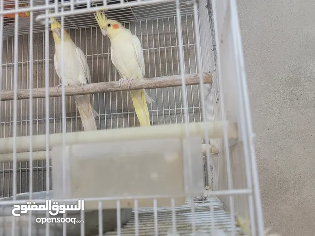 زوج منتج جاهز قد انتاج مرة عندي