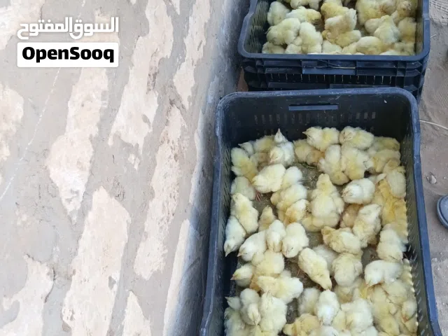 متوفرات 2قابيات  فلاليس امتاع الدحي