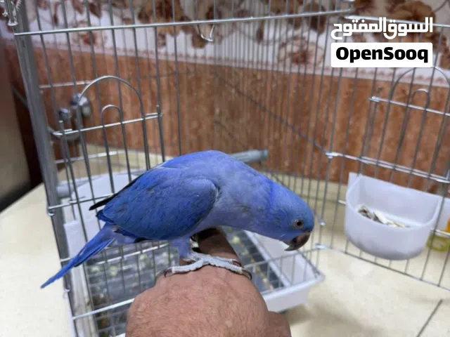 ببغاء دره أليف مخلف