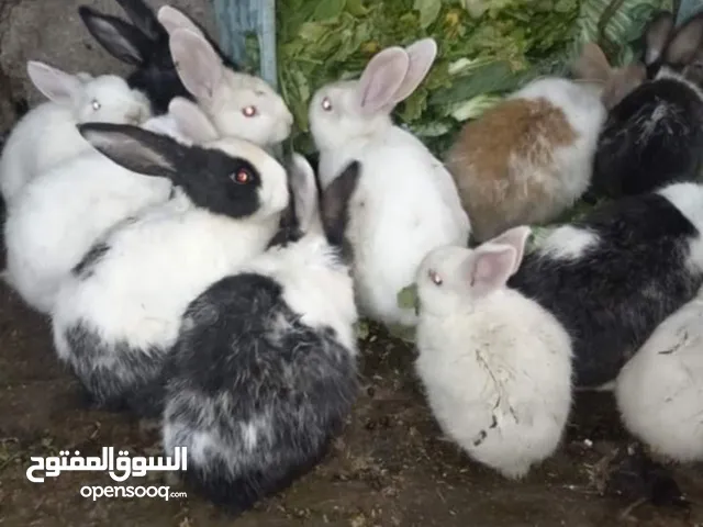 ارانب للبيع بسعر الكوم  لا يوجد مكالمات التواصل على الدردشه