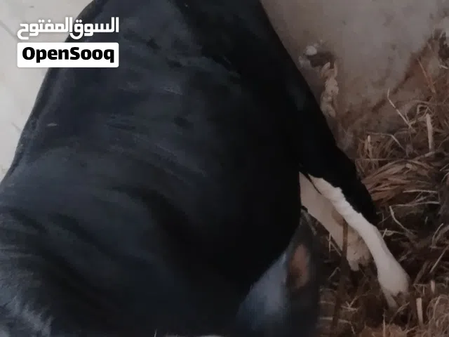 مطلووووب عجله سمينه ما والد فل سمنه