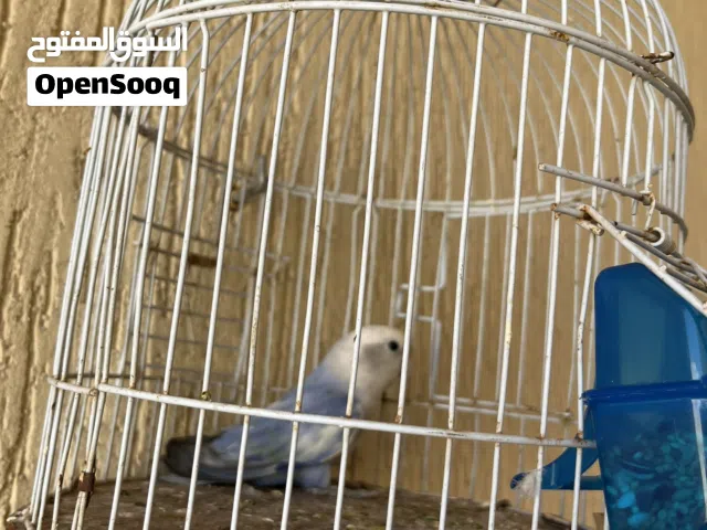 اقرأ وصف دكر للبيع