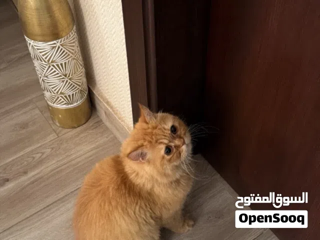 تبني قطط شيرازي