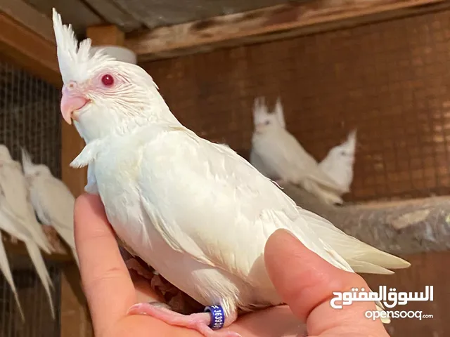 يتوفر لدينا فروخ الكوكتيل