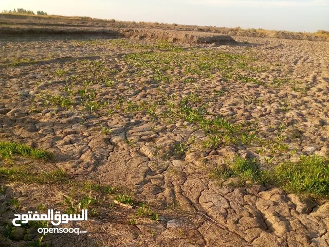 Farm Land for Sale in Karbala Oun