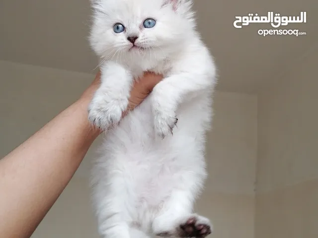 ذكر هيمالايا تشوكليت بلو ايز"عيون زرقا" عمره 46 يوم أليف جداً ونظيف وصحتة فل الفل دبدوب وشعر كثيف