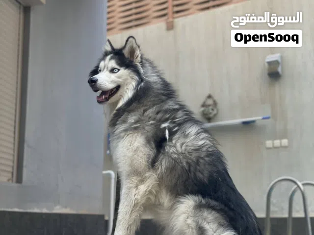 ذكر هاسكي مالموت للتزاوج