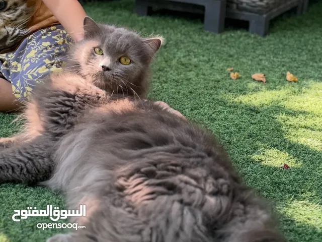 Cat for adoption- British short hair