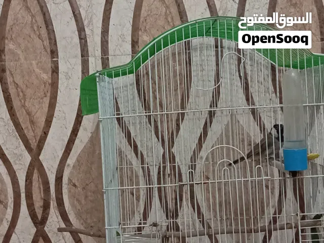بلبل للبيع