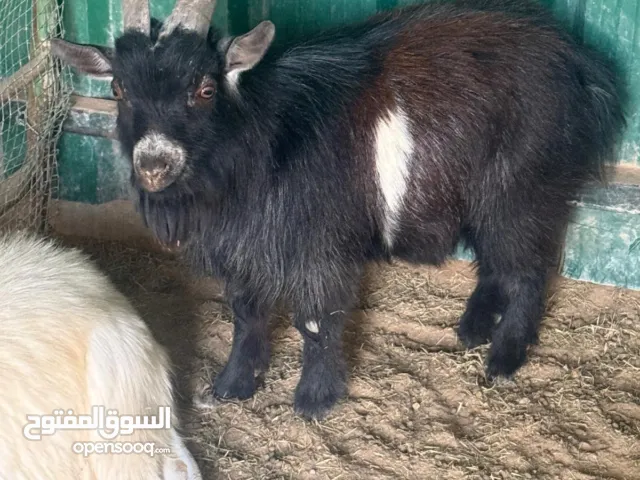 تيس جيكي صحة ممتازة العمر 8شهور