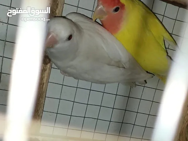 عصافير روز عيون حمرا شغالين