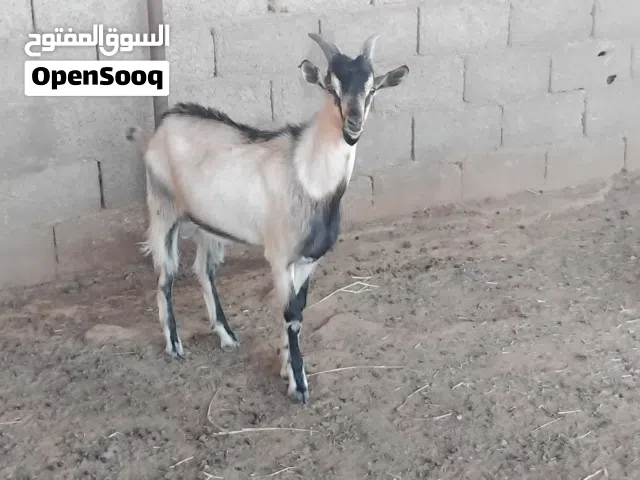 جدي الالبين فرنسي
