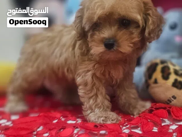 Toy Maltipoo puppy