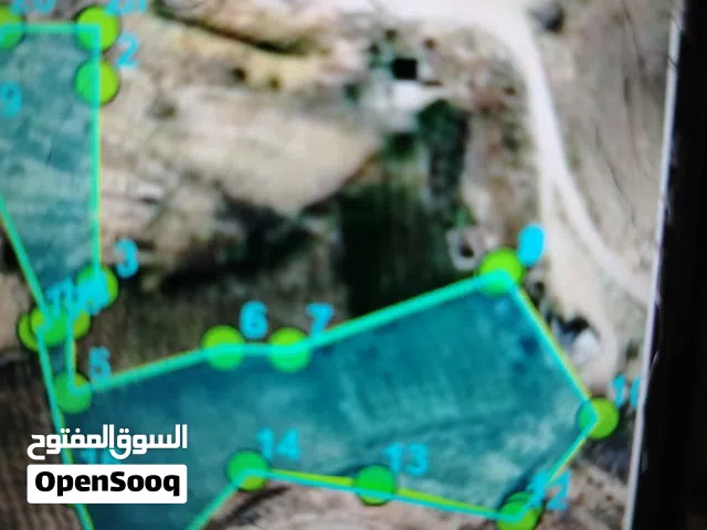 مزرعة زيتون للبيع