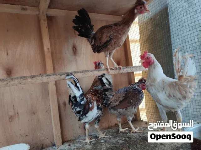 للبيع سعر 70