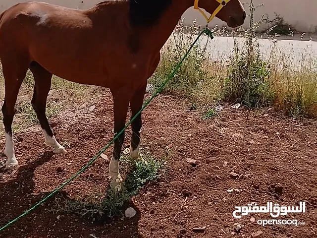 حصان نخب اول محجل بل 4 بسياله ساغ سلم عمال ومكفول ارتفاع 155