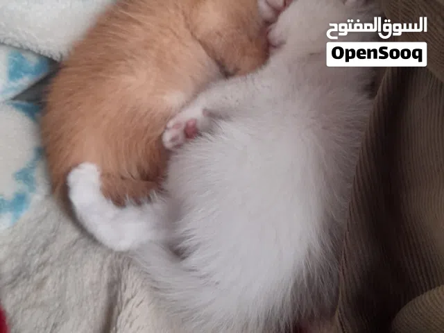 قط 3 شهور ب 35 دينار