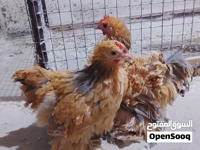 دجاج كوشن ليموني نثيتين وفحل