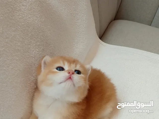 قطط بريتش فولد وستريت