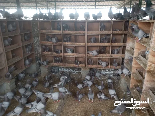 فرز ومعالجة الحمام